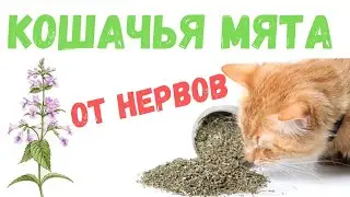 Котовник или Кошачья мята для нервов и здоровья.