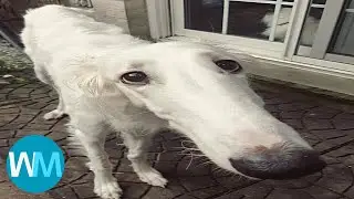 top 5 borzoi dog