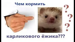 Чем кормить карликового ежа и почему я больше не хожу с ежом к ветеринарам..
