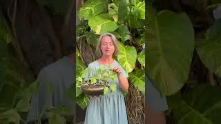 НЕ МОНСТЕРА, простой эпипремнум / растение дома и в природе