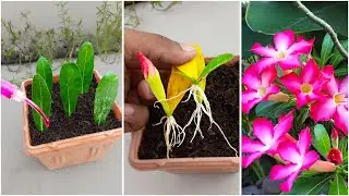 Simple way to grow adenium from cuttings || Desert rose from cuttings