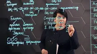 Белки. Структура белковых молекул. 11 класс.