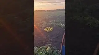 збираєм диню 11.08.24