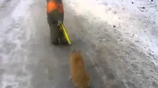 Прогулка кота, весело