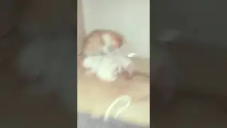 Anak kucing lucu