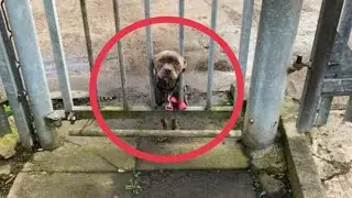 A thin dog was tied to the gates of the shelter. There was sadness in her eyes.