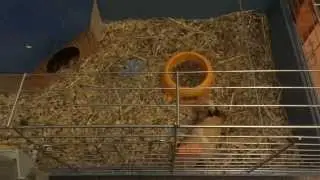 Stoned Guinea Pig Needs a Grass