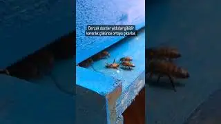 gerçek dost