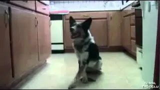 Dog Training (Wonderful)