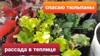 Цветы в теплице в марте/ Спасаю тюльпаны от мышей
