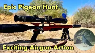 Flying Rats: Epic Pigeon Pest Control