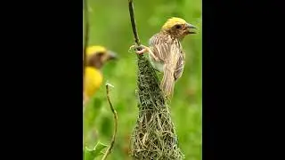 Baya Weaver Bird Swinging