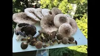 В лес по грибы/Do lasu na grzyby 07.2018 (Kania, Gołąbek, Podgrzybek)