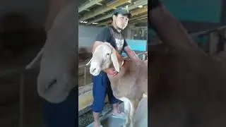 Сын Красавчика