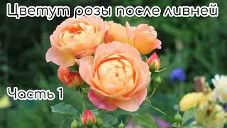 Цветут розы после ливней