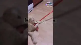 Зачем в доме кот?