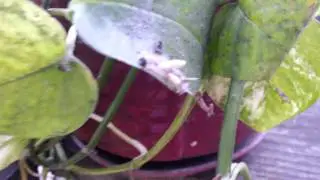 Crazy country bugs