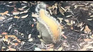 Baby Squirrel gets the zoomies lol