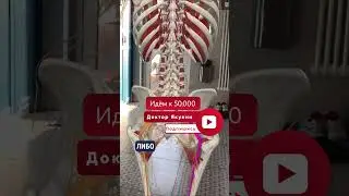 ВОСПАЛЕНИЕ СЕДАЛИЩНОГО НЕРВА #shorts #остеопатия #седалищныйнерв