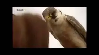 Hurt