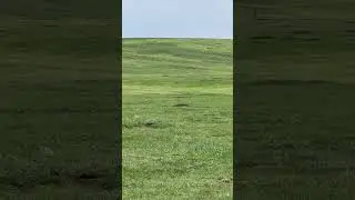 Prairie Dog Kill Shot :“GUIDING” by Willie Dvorak link in comments.