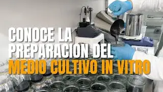How to prepare in vitro culture medium for orchids? 🔬