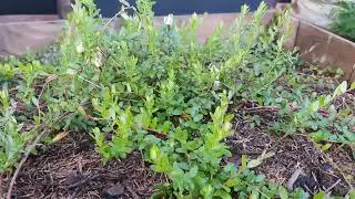 How cranberries grow and bloom.