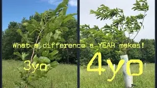 3yo(4th Leaf) vs. 4yo(5th Leaf) Chestnut Seedlings.  What a Difference a YEAR Makes!