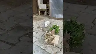 Guinea 🐷Pigs 🐀Rat's / கினிப் பன்றிகள் எலிகள்