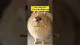 Да как это понимать?! #шпиц #померанскийшпиц #шпицмини #собаки #смешноевидео #животные #шпицы #pets