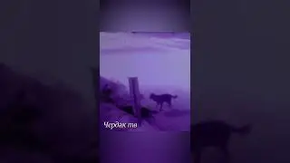 The wolves attacked the dogs and dragged one into the forest.
