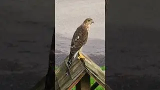 Young Hawk hunting our Chipmunk 🐿 Friend #nature #hawk #camping #ontario