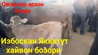 Избоскан яккатут хайвон бозори Izboskan Yakkatut SIGIRLARI ARZON bo'ldi.