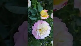 Самая знаменитая роза Глория Дей (Gloria Dei) 