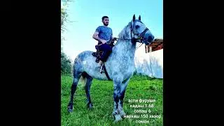 Аспи Фуруши 6сола. Қад:168 нарх:150.000с. Бо муомила дорад. Адрес:н.Ҷ.Балхи Вотсап:+992111377777