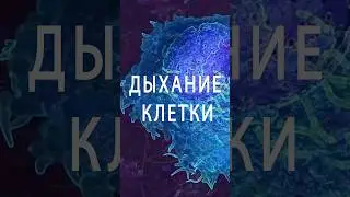 Возможно ли уже сейчас отыскать ключ к здоровому долголетию?