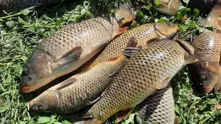 Insane carp bite, summer 2021 opening of the Ili River