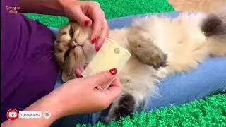 The Best Moments of 2021: cat acne, cat giving birth, foster kitty meets cats