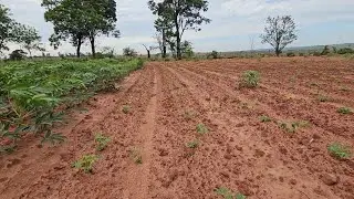 REPLANTIO DA MANDIOCA FICOU MUITO BOM