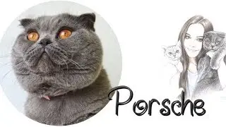 ❤️ШОТЛАНДСКИЙ КОТ ПОРШ ОХОТИТСЯ❤️SCOTTISH CAT PORSCHE❤️