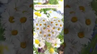 День любви семьи и верности