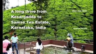 A long drive from Kesargadde to Samse Tea Estate (Goomankhan Estate.)