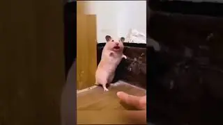 funny animals compilation#😘 OMG