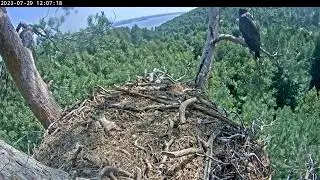 REPLAY🏞️🦅ПОВТОР 29/7/23 2/2 White-Tailed Eagles Chulman & Kama 🐟🦅 Орланы-белохвосты Чулман и Кама