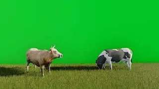 3d video animation of two cows eating grass with a green screen background Free Video #greenscree