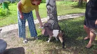 козлик