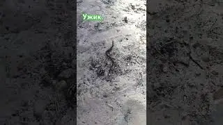 ужик