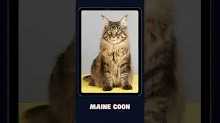 Best Cat Breeds for First-Time Cat Owners