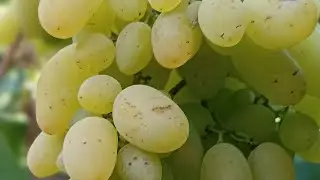 Біла Акація: перше знайомство