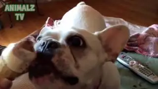 Funny Dogs Eating Ice Cream For The First Time